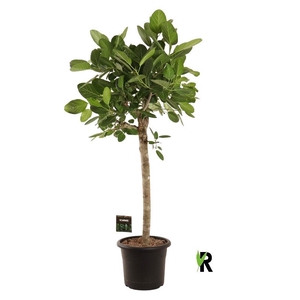 Ficus Ov Benghalensis stam Audrey