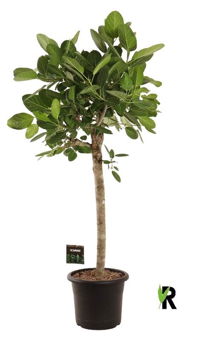 <h4>Ficus Ov Benghalensis stam Audrey</h4>