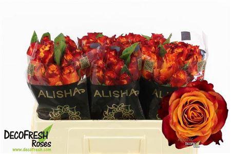 <h4>R Gr Atomic</h4>