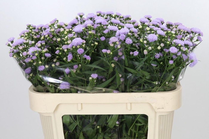 <h4>ASTER ASTEE MILKA ASTER ASTEE MILKA</h4>