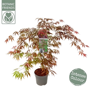 Acer palm. 'Sumi-nagashi'