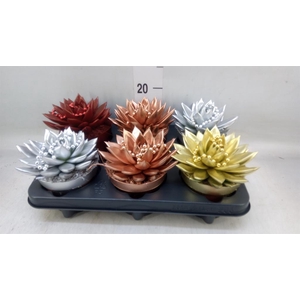 Echeveria  'Miranda'