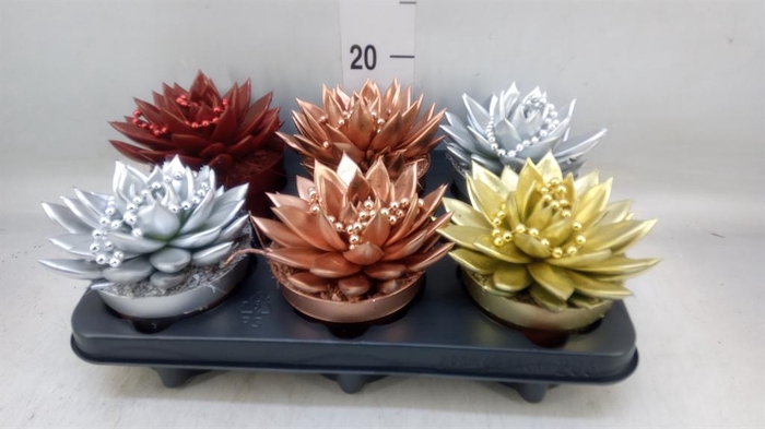 <h4>Echeveria  'Miranda'</h4>