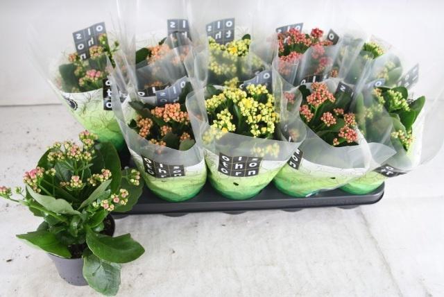 <h4>KAL GE GEM 5 KL</h4>