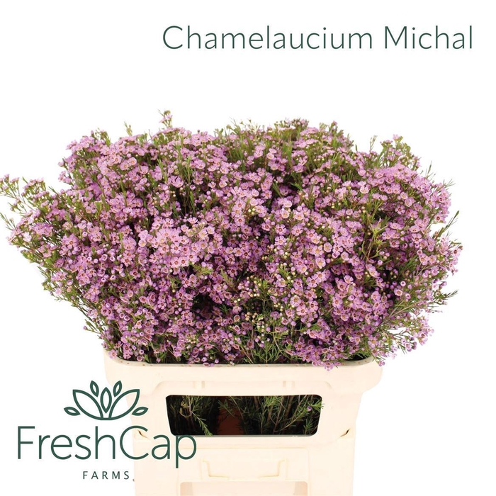 <h4>CHAME UN MICHAL</h4>