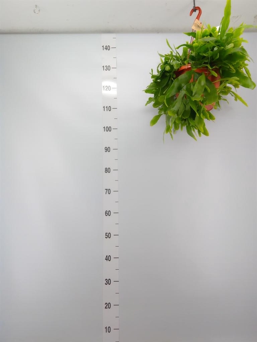 <h4>Epiphyllum   ...</h4>