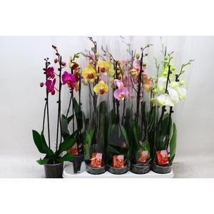 PHAL GEM 9 KL