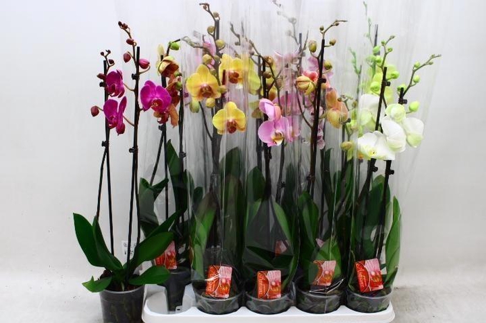<h4>PHAL GEM 9 KL</h4>