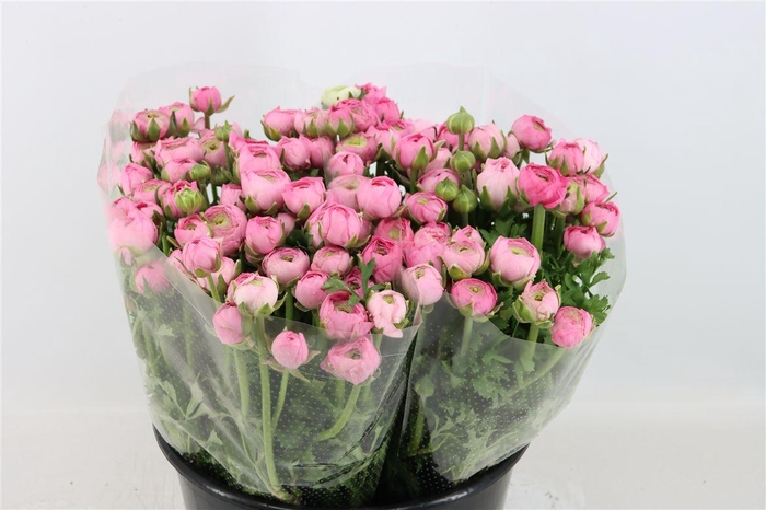 <h4>Ran Elegance Pink</h4>