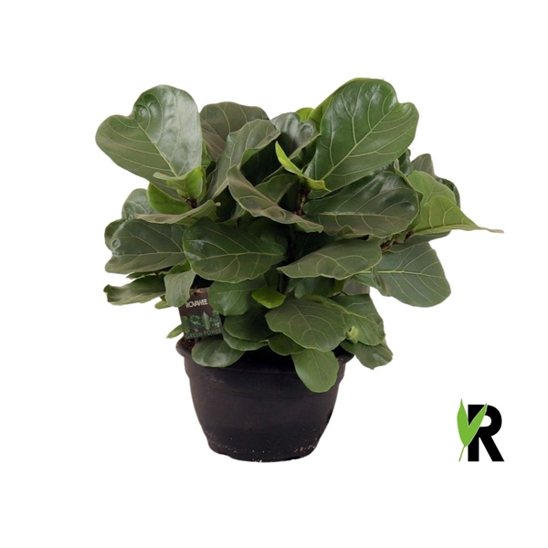 <h4>Ficus Lyrata ´Clumb´</h4>