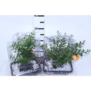 BONSAI JOVEM ERICA VASO PLASTICO 1.1L CX COM FLOR