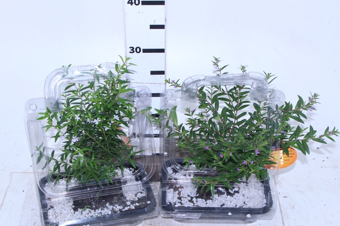 BONSAI JOVEM ERICA VASO PLASTICO 1.1L CX COM FLOR