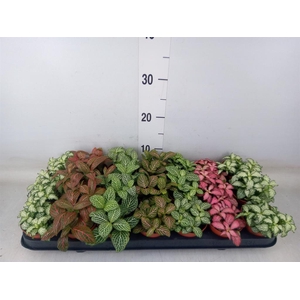 Fittonia   ...mix 7