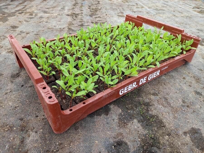 <h4>de Gier Groenteplanten 019 Bladgewas Snijbiet (meerkleuren) - 140 planten</h4>