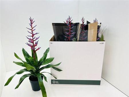 <h4>Aech Blue Rain</h4>