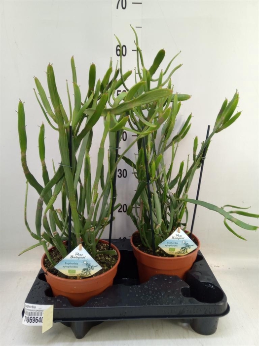 <h4>Euphorbia   ...</h4>