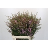Chamelaucium Early Nir