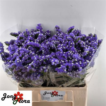 <h4>Lim S Levis Wings</h4>