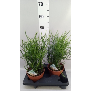 Euphorbia tirucalli