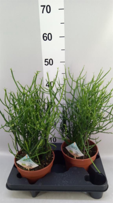 <h4>Euphorbia tirucalli</h4>