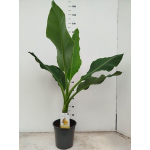 Musella lasiocarpa