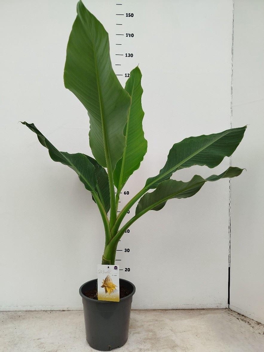 <h4>Musella lasiocarpa</h4>