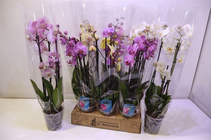 <h4>Phal Gem 4 Kl</h4>