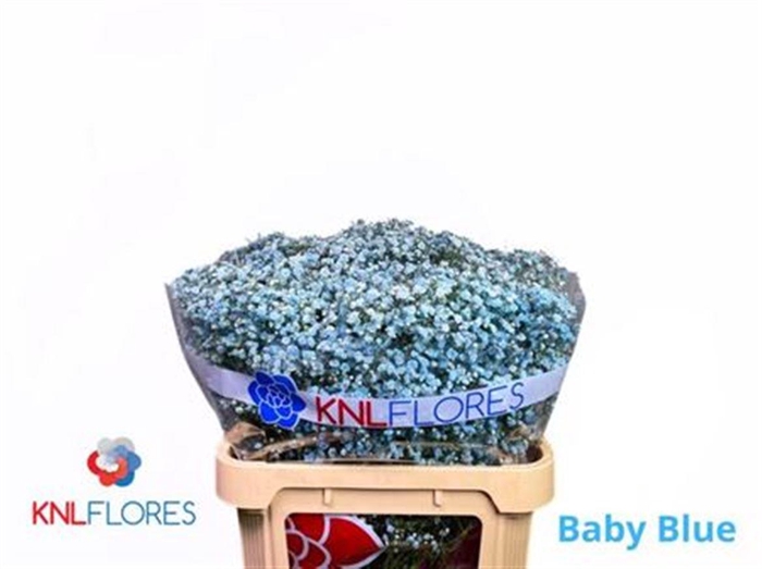 <h4>Gyps Klb H% Blauw</h4>