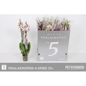 Phal Ov Wit