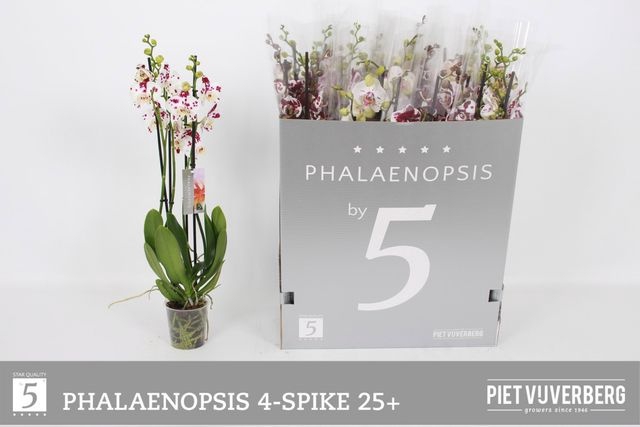 <h4>Phal Ov Wit</h4>