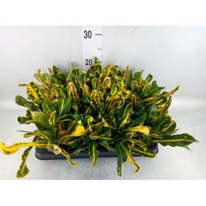 Codiaeum var. GR 'Mammi'