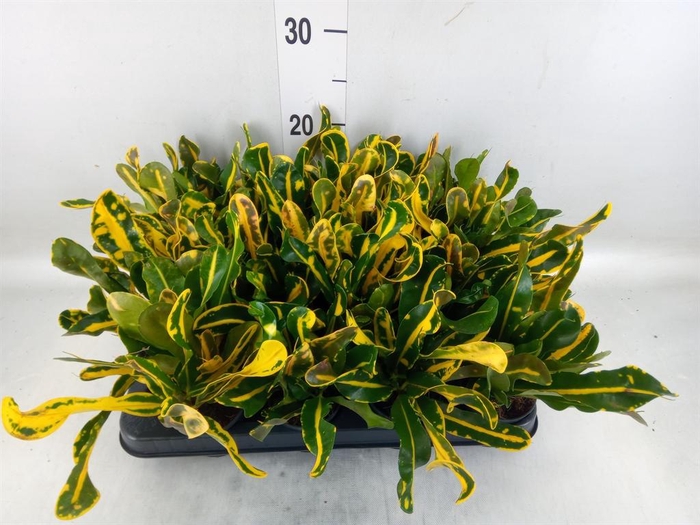 <h4>Codiaeum var. GR 'Mammi'</h4>