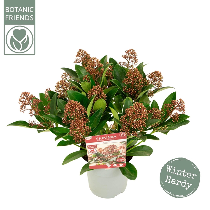 <h4>Skimmia japonica 'Rubella' 12+bloem</h4>