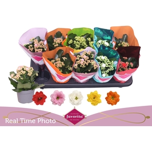 KAL GE PERF GEM 5 KL