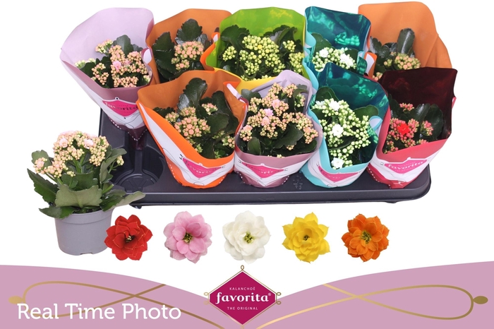 <h4>KAL GE PERF GEM 5 KL</h4>