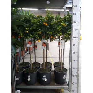 Citrus   ...