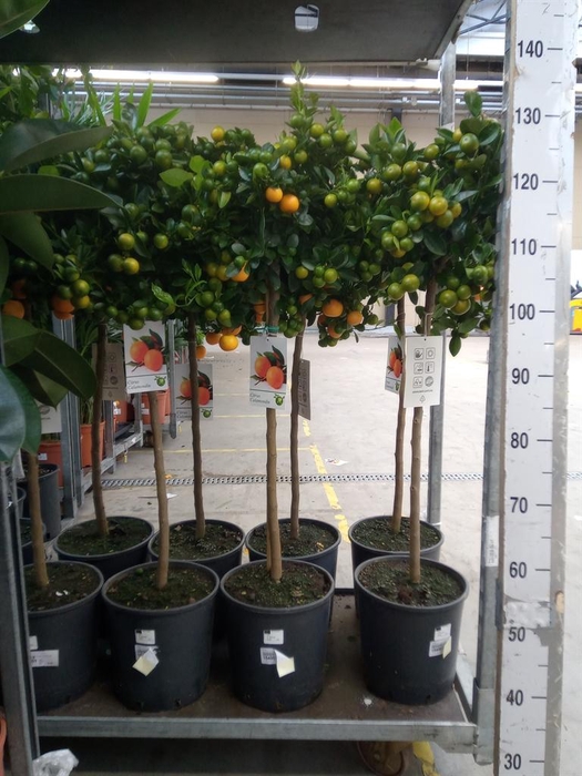 <h4>Citrus   ...</h4>