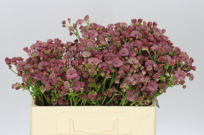 <h4>Astrantia Roma</h4>