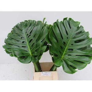 MONSTERA BLAD