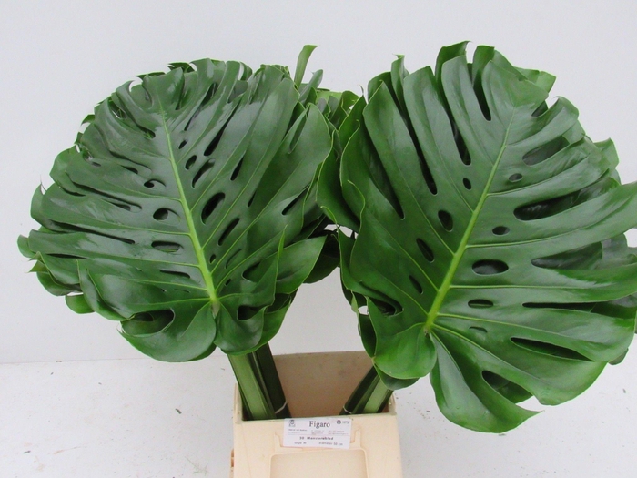 <h4>MONSTERA BLAD</h4>