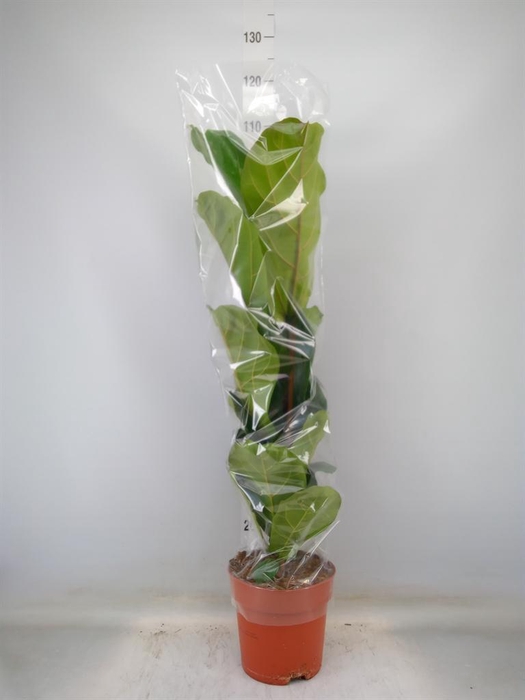 <h4>Ficus lyrata</h4>