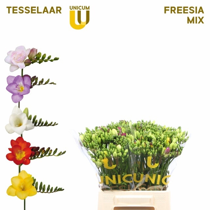 <h4>Freesia enk Mix</h4>