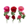 Ranunculus Lovely