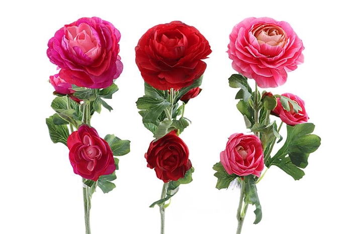 Ranunculus Lovely