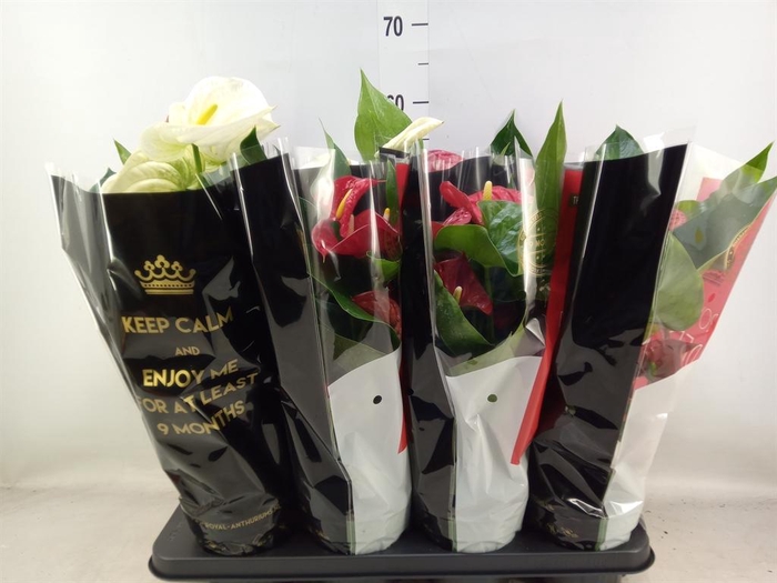 <h4>Anthurium   ...mix</h4>