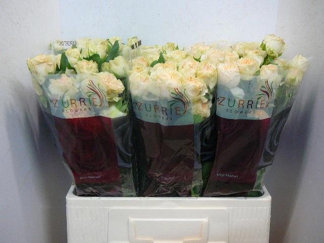 <h4>R TR SUMMERROSE</h4>