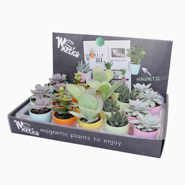 <h4>Succ Gemengd Magnetic Pot Showdoos</h4>