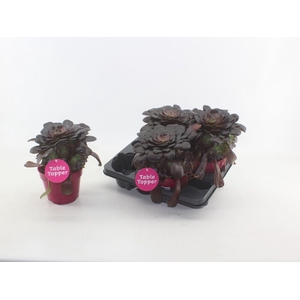 Aeonium aboreum velours