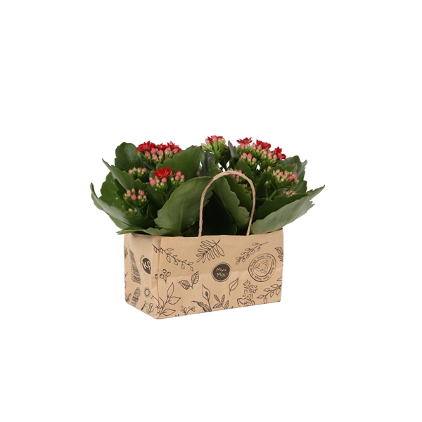 <h4>KP-825.3 - Kalanchoe Rosalina 7cm in duo kraft tas</h4>