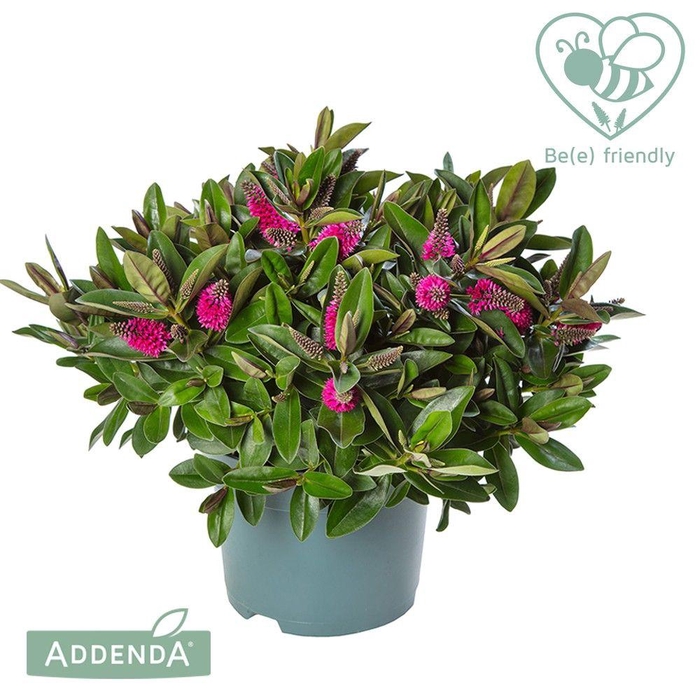 <h4>Hebe Addenda roze</h4>